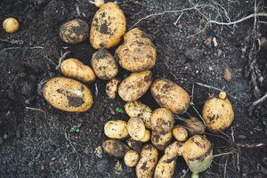 Nyplockad potatis som ligger på jorden.