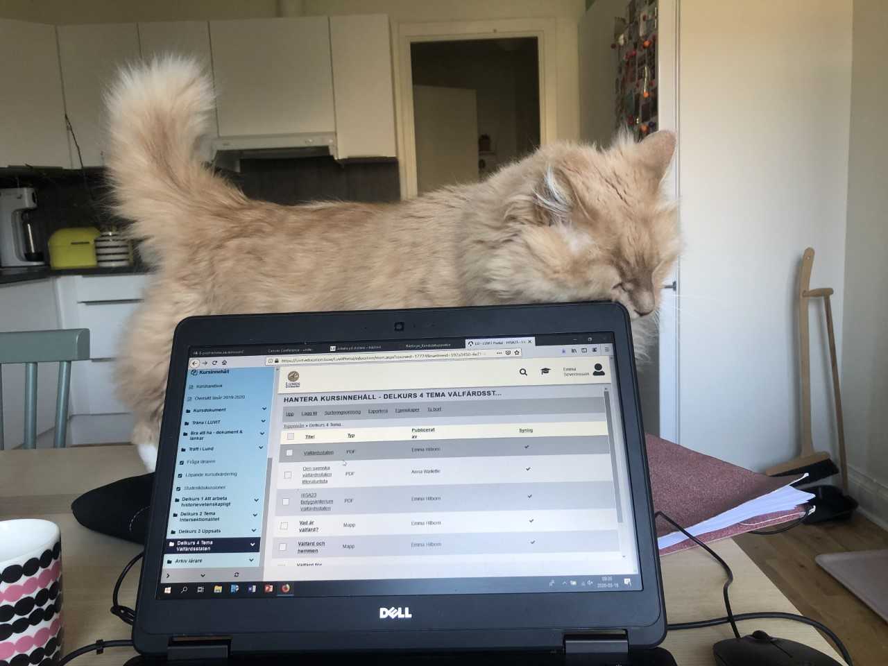 Katt som stryker sig mot en bärbar dator som står på ett köksbord.